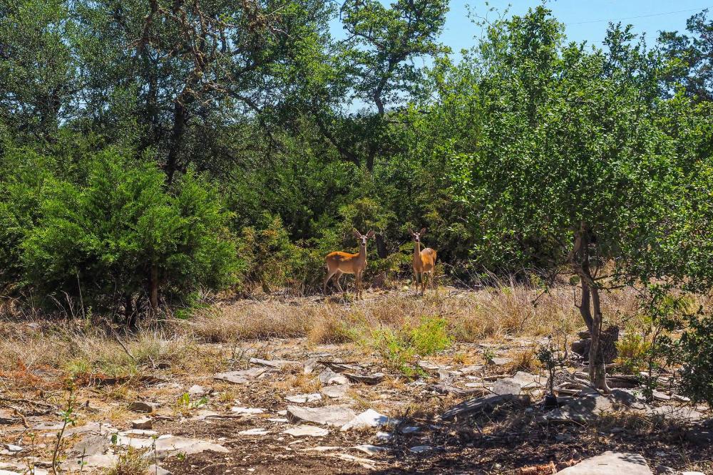 Cozy Kerrville Guest Cottage Near Guadalupe River!